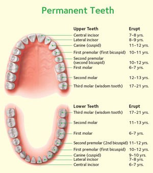 Baby teeth: when they come in, when they fall out - Contos Smile Center